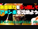 表面張力をぶっ壊してアメンボを沈めよう！（？）【夏休みの自由研究日記】#24 #Shorts