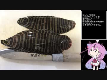 珍食材が食べたい！#21　シマウシノシタのムニエル