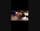 トントンするとキマる野良猫#Shorts【野良猫】【感動猫】