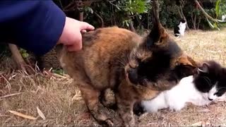 トントンするとキマる野良猫#Shorts【野良猫】【感動猫】