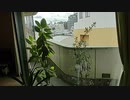 家族で時事放談ｗ　348日　【Morning】BOSSA【Lounge】
