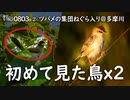 0803B②【初遭遇の野鳥x2】ツバメの集団ねぐら入り＠多摩川。カオグロガビチョウとセッカの鳴き声。谷地川。オイカワの婚姻色。秋の虫の鳴き声。コンデジ野鳥撮影　#身近な生き物語　#ツバメ　#セッカ