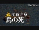 0803B①閲覧注意【鳥のロードキル】カルガモ親子 雛鳥5日目と20日目。父も。ハクセキレイの縄張り争い。ムクドリの死体。アリがミミズに集る。　#身近な生き物語　#カルガモ親子　#ハクセキレイ
