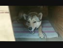 我が家のワンコがモグモグしてる動画にＢＧＭ付けてみた