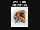 クールな動物の指輪 / Cool Animals Rings