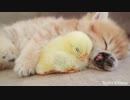 cat and chiken
