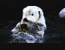 Cute°°Cute