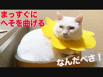 シニア子猫型珍獣、まっすぐにヘソを曲げる
