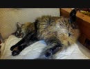 リラックスしてそうだけど・・・してない猫