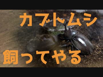カブトムシを捕まえて飼うテキトー人間