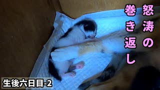 母猫の足置きになった赤ちゃんが眠りから覚め、おっぱいを横取りする様子がこちらです。【生後6日目-2 五匹の子猫】