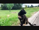 2021/08/17放送【137日目 北海道 網走郡大空町 早朝 あずにゃんぽ（猫散歩）】北海道全市町村制覇するまで帰れまてん！　猫と車中泊の旅　日本縦断【旅猫あずき～保護猫から旅猫へ～】