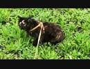 2021/08/19放送【139日目 北海道 上川郡当麻町 早朝 あずにゃんぽ（猫散歩）】北海道全市町村制覇するまで帰れまてん！　猫と車中泊の旅　日本縦断【旅猫あずき～保護猫から旅猫へ～】