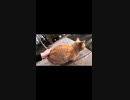 近所の野良猫達、やっと心を開く！#Shorts【野良猫】【感動猫】