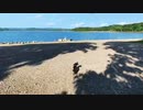 2021/08/19放送【139日目 北海道 雨竜郡朱鞠内湖畔 夕方 あずにゃんぽ（猫散歩）】北海道全市町村制覇するまで帰れまてん！　猫と車中泊の旅　日本縦断【旅猫あずき～保護猫から旅猫へ～】