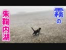 2021/08/20放送【140日目 北海道 雨竜郡朱鞠内湖畔 朝霧 あずにゃんぽ（猫散歩）】北海道全市町村制覇するまで帰れまてん！　猫と車中泊の旅　日本縦断【旅猫あずき～保護猫から旅猫へ～】
