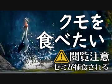 0804B【カルガモ親子 雛鳥はクモ食べられる？】セミ捕食バン。コゲラ鳴き声、野生化インコ。セキレイとカモ雛のサイズ差。コサギ、カラスの水浴び。蝉解体閲覧注意　#身近な生き物語　#カルガモ親子　#バン