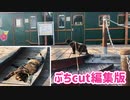 2021/08/20放送※ぷちcut編集版【140日目 北海道 興部町 夕方 あずにゃんぽ（猫散歩）】北海道全市町村制覇するまで帰れまてん！　猫と車中泊の旅　日本縦断【旅猫あずき～保護猫から旅猫へ～】