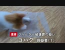 【ニュース】フィルター破壊罪の容疑で子猫が逮捕される