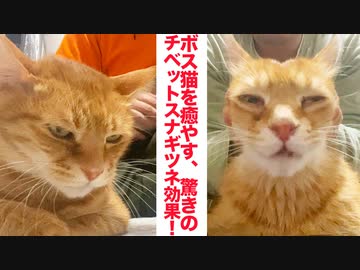 疲れた猫を癒やすチベットスナギツネマッサージ