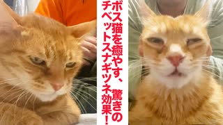 疲れた猫を癒やすチベットスナギツネマッサージ