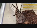 [フォトナの動画]タランチュラ飼育日記その２８５[そろそろできます］