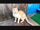 漁港の街の路地裏で見掛けた野良猫達、警戒されて近づけません