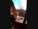 神社の猫を激怒させ後悔しながら生きる男の末路#Shorts【野良猫】【感動猫】