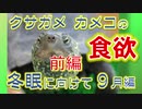 【亀の冬眠準備】前編・クサガメカメコ9月の食欲は？行動は？Turtle hibernation preparation/Reeves turtle クサガメ飼育