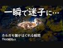 0805B②【カルガモ親子 はぐれて迷子の瞬間】母を悲痛な鳴き声で呼ぶ。引っ越し失敗で、出戻り急流上り。ヒヨドリの捕食、食べられるカブトムシ　　コンデジ撮影　#身近な生き物語　#カルガモ親子　#野鳥