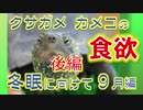 【亀の冬眠準備】後編・クサガメカメコ9月の食欲は？行動は？Turtle hibernation preparation/Reeves turtle クサガメ飼育