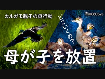 0805B①【カルガモ親子 子を置き去り母の秘密】勇気の雛鳥の段差おり。子育てスポット引越し？ハトがラブラブ。カラスと密会。鶴見川水系コンデジ野鳥撮影　#身近な生き物語　#カルガモ親子　#カルガモ