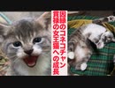 因縁のスーパーコネコチャン、貫禄十分の女王猫となる