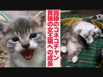 因縁のスーパーコネコチャン、貫禄十分の女王猫となる