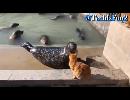 My Video