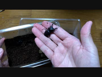 【初喋り】クワガタのおうちつくてみた