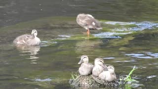 【激レア】カルガモ親子の雛鳥、〇〇に驚く