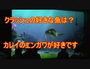 カレイのエンガワが好きです【タートルトーク】東京ディズニーシー