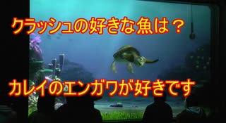 カレイのエンガワが好きです【タートルトーク】東京ディズニーシー