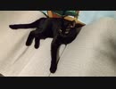 よこせよこせ！