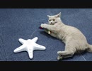 NPET 電動猫じゃらし