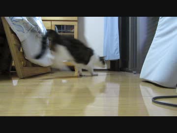 頭を打つ猫