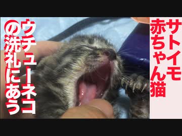 迫りくるサトイモ子猫、ウチューネコが顔芸で迎え撃つ