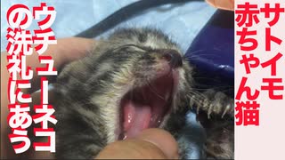 迫りくるサトイモ子猫、ウチューネコが顔芸で迎え撃つ