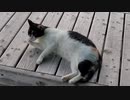 夕涼み猫