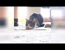 My Video