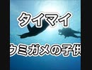 タイマイの子供・沖縄ダイビング