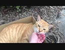 段ボールに居座る猫
