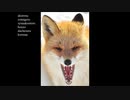ねぇ あんた ちょっと そこでなにしとんのん？【弦巻マキ AI】(Synthesizer V )