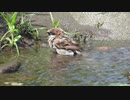 かわいいスズメの水浴び♥